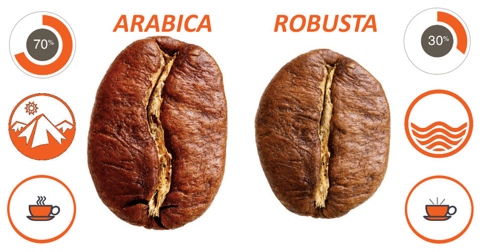 CAFFÈ ARABICA E CAFFÈ ROBUSTA: COSA C’È DA SAPERE!